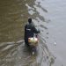 પાલિકાના તમામ દાવા પોકળ… મુંબઈ ગઈ પાની મેં
