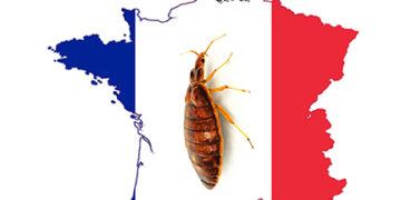 માંકડે ફેલાવ્યો ફ્રાન્સમાં આતંક